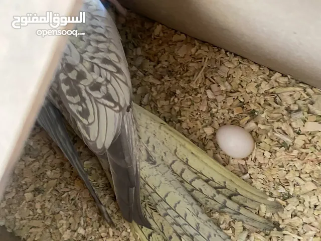 جوز كوكتيل أزبال تحتيه 3ببضات وبكمل محجلت واليفات اقرا الوصف