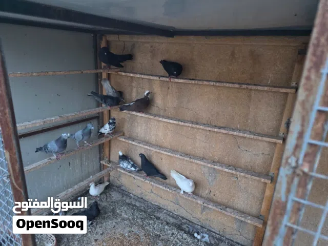 حمام لوت نظيفات تصفية سعر مناسب