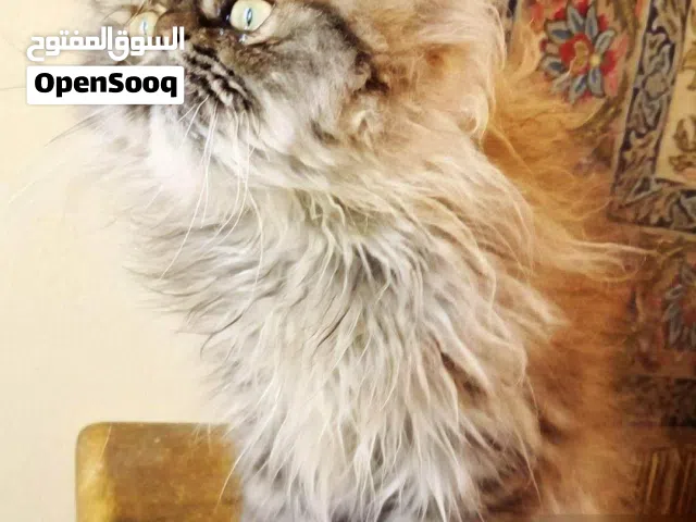 قط شيرازي بيكي فيس شعر طويل