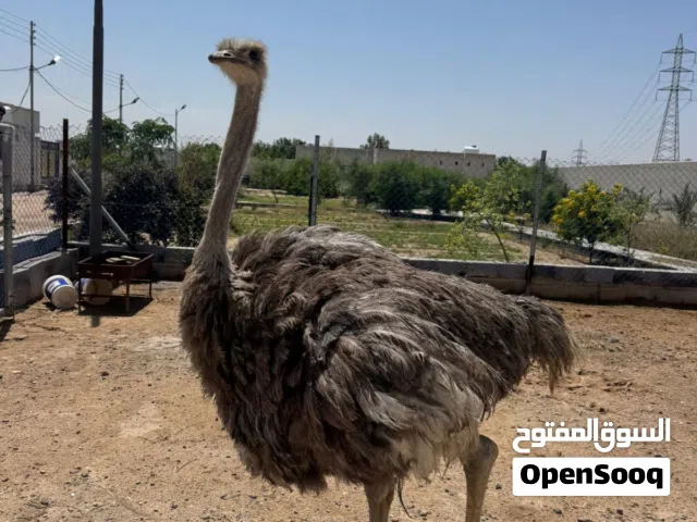 نعامه للبيع