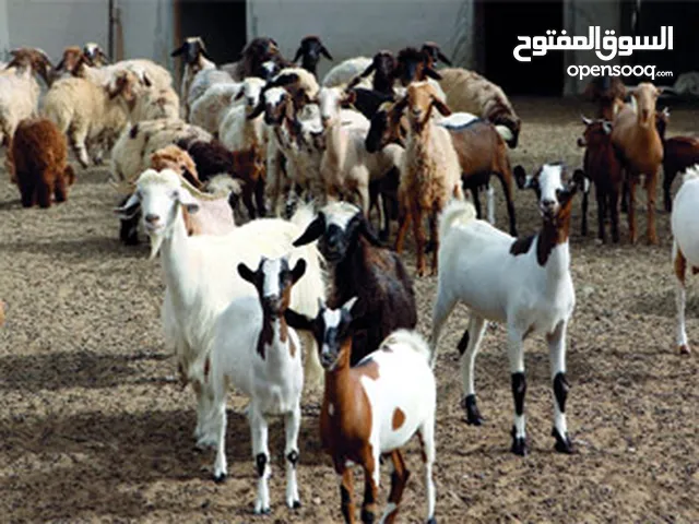 Farm Land for Rent in Al Ain Al Hiyar