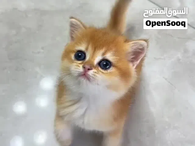 British chinchilla ny12 female