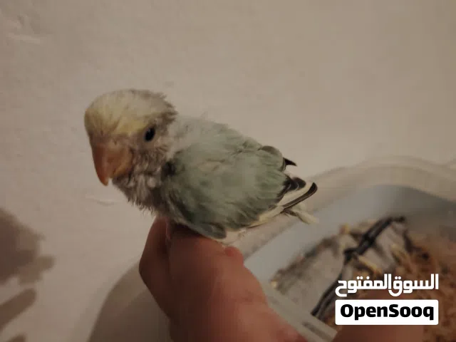 بركديلو ما شاء الله الله يبارك خالي من الأمراض  ولون مختلف للبيع بل ماكله وشرنقه وسعر 100