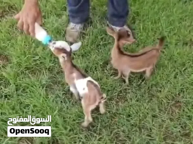 Dwarf baby goats for sale