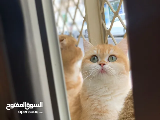 قطة انثى بريتش