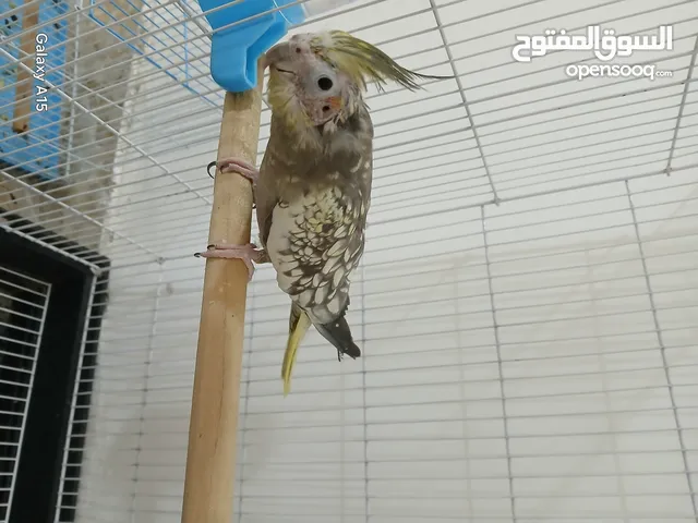 زوج كوكتيل الفيات لاتيني وحبشي منتجات سابقا