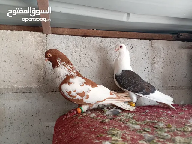 مخلف جديد ألماني ثوب صافي مطلوب 20