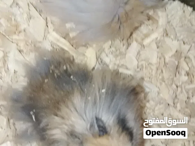 هامسترات صحة ونظافة واليفين