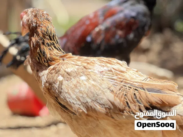بسم الله ما شاء الله جاج باكستاني خط اول  اقرأ الوصف  هذول مش كل شي موجود فيه صور كمان