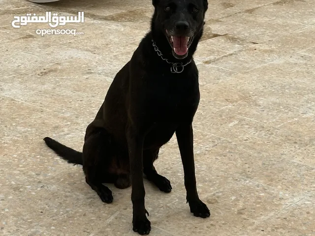 جراء مالينواة للبيع دم نضيف لون ونغيجة ربي يبارك
