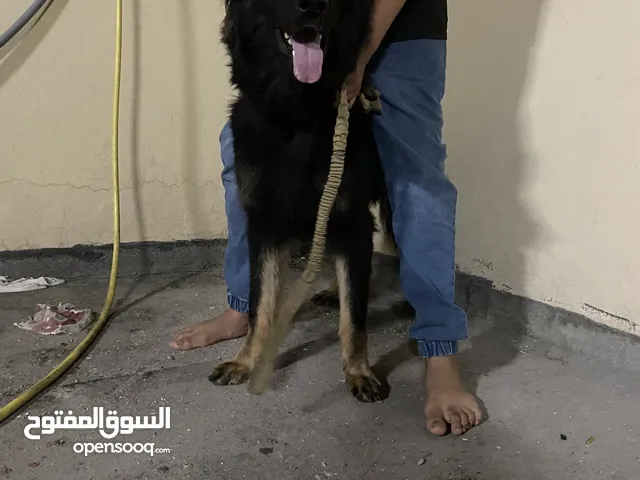 جيرمن شبرد k9 مدرب طعه مطيع جدان