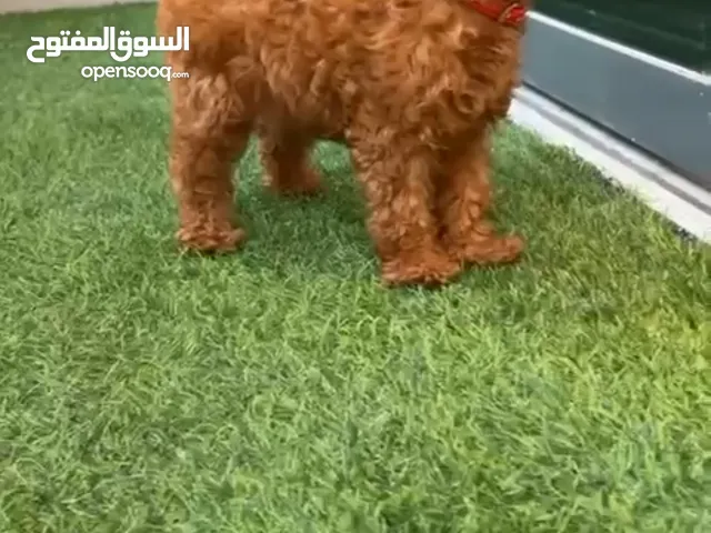 Toy poodle puppy female