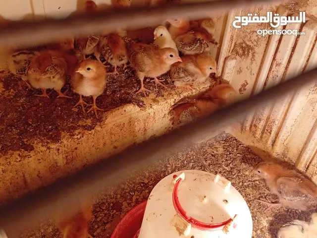 اااااااااااااااااااا