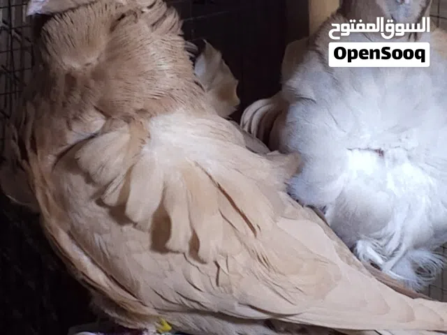 بسم الله الرحمن الوالحمد لله رب العالمين والصلاة والسلام على محمد وال محمد الطيبين الطاهرين