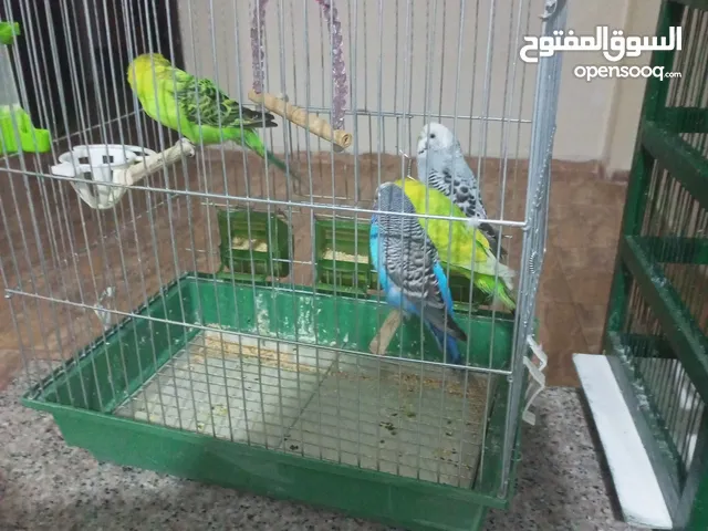 طيور حب اقرأ الوصف مهم
