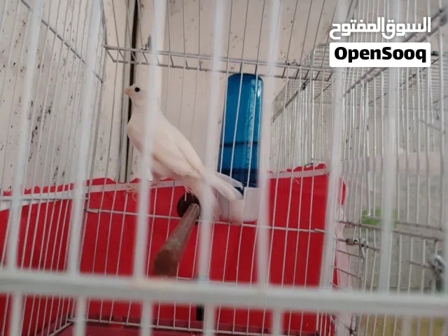كنار ذكور عدد مخاليف عمر 6 أشهر  ع وجه جهوز وفي فحول كبيرة