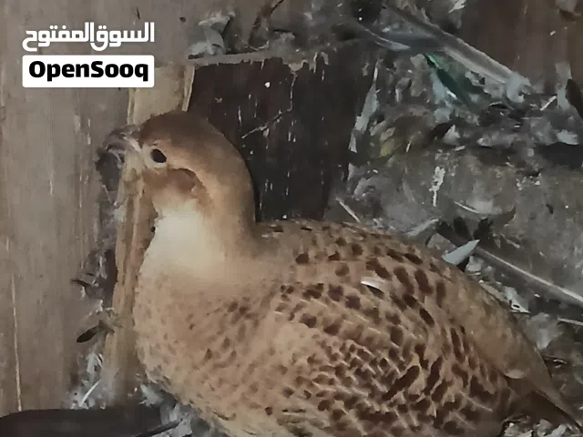 ذكر صفرد باكستاني للبيع او تبادل بأنثى