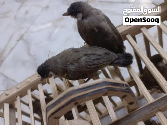 بلابل ربع ذيل التك