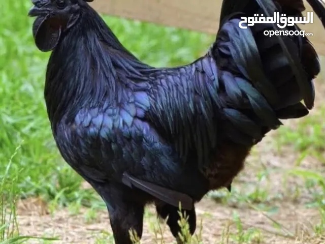 ديك لامبرغيني لحم اسود