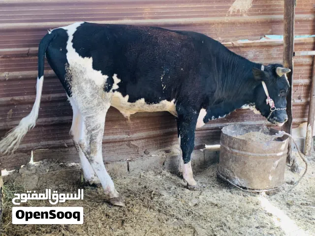 عجل نوعيه خشن كلش وحلو مكاني بصره شط ألعرب الكباسي