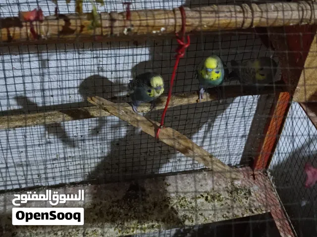 قفص بي خمس طيور حب