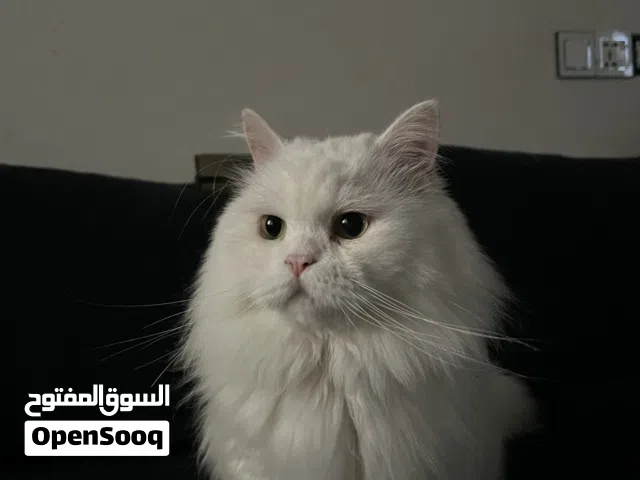 قط ذكر معقم للتبني