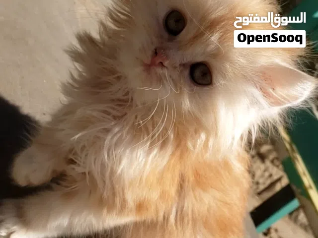 قطه شيرازي شقراء صغيره