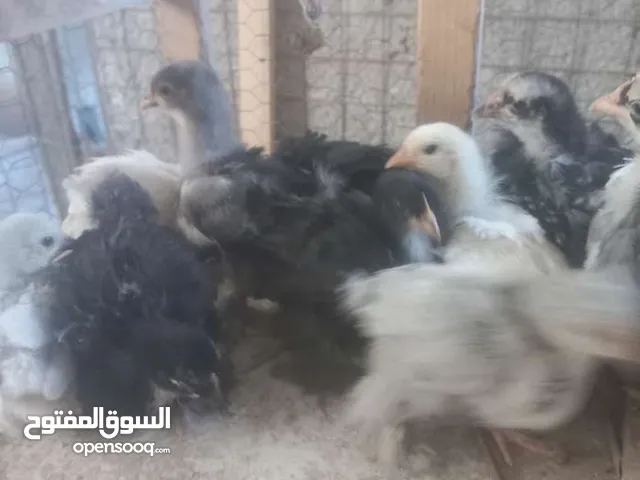 مطلوب صيصان كوشن وبراهمه ولوهمان اصلي البزره و