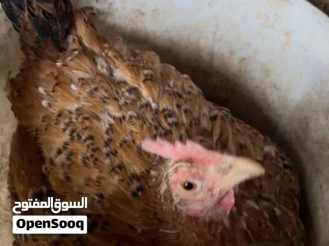 متاح دجاجه كاركه