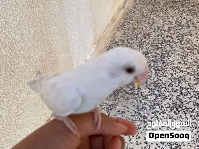 بسم الله مشاء الله  بركديلو مروض للبيع منغير قفص ودكر الله واجب