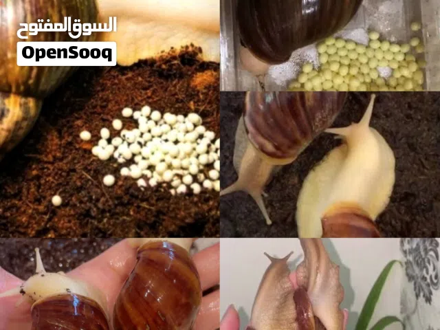 حلزونات إفريقيه جامبو منتجات