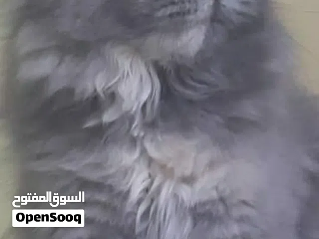 للتبني قطة منزلية شيرازي انثى بيور