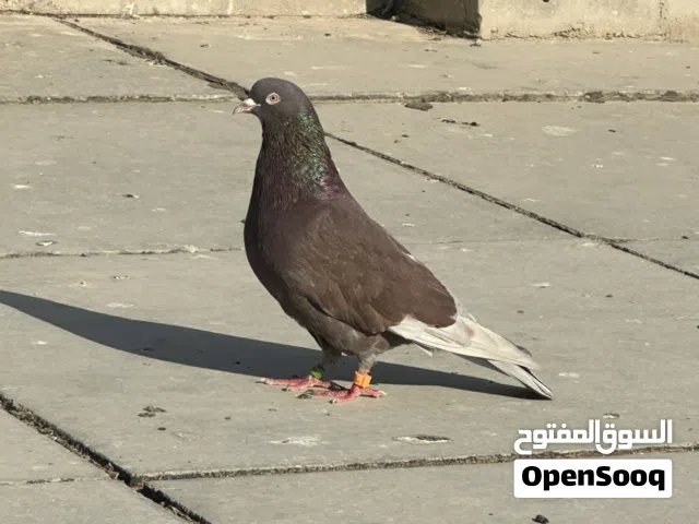 حمام لوت صيد للبيع محلقات