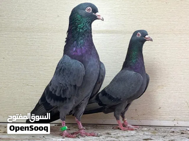Pigeon for sale