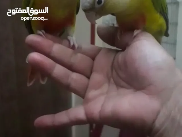 باينبل كنيور عمر شهرين و نص