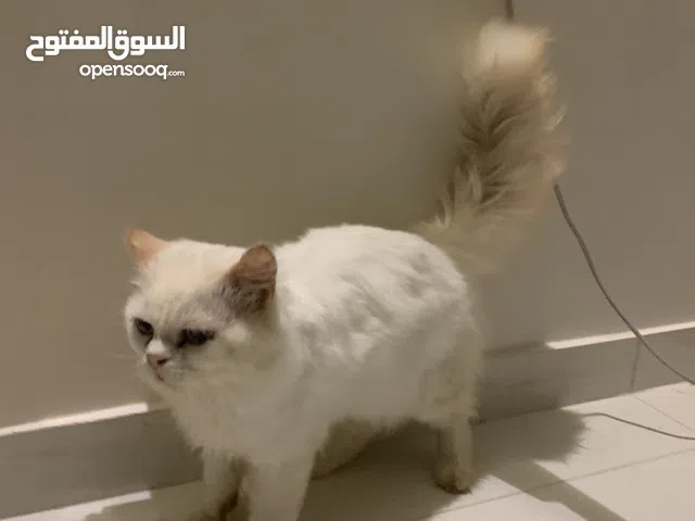 بسه شيرازي لون ابيض