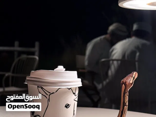 بول بايثون اليف للبيع