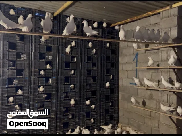 حمام لاحم فرنساوي دحي و فروخ