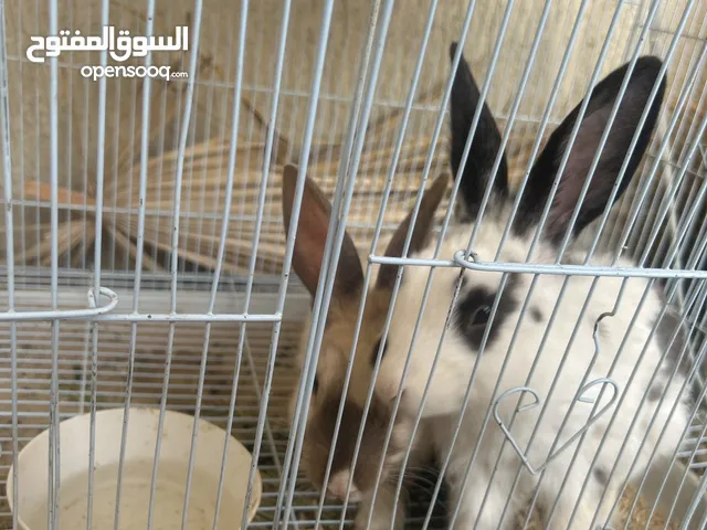 للبيع ارانب العدد2 اتوقع ثنينهم ذكور او نثايه ما اعرف فيهم والله