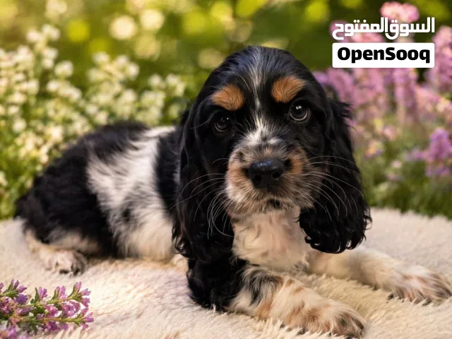 English Springer Spaniel Cocker Puppies 60 days