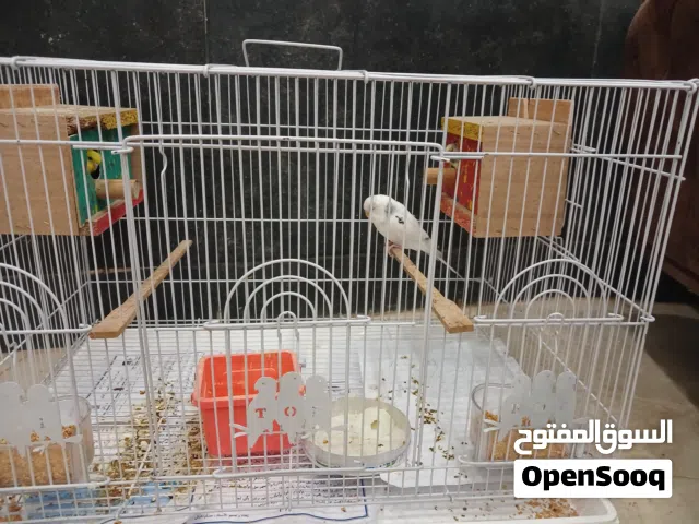 طيور حب انكليزي تلاثه صحه جيده