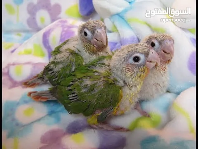 sun conure and pineapple conure chicks
