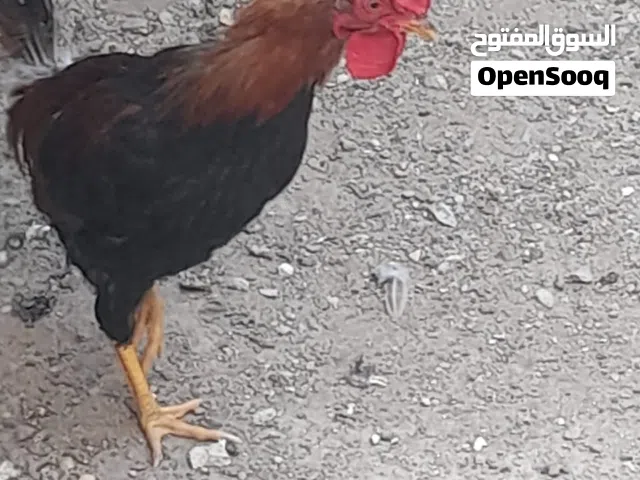 دجاج للبيع