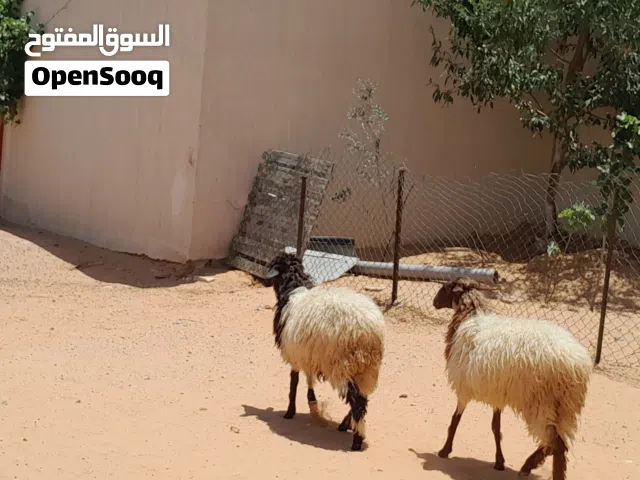 زوز فطايم مشالله 6شهور ونص سليمات ربي يبارك