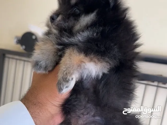 بومارينيان