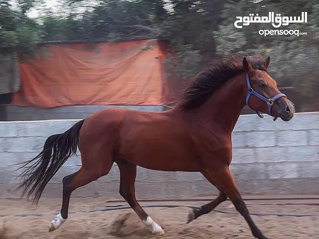 للبيع خيل حار ما شاء الله تبارك الله