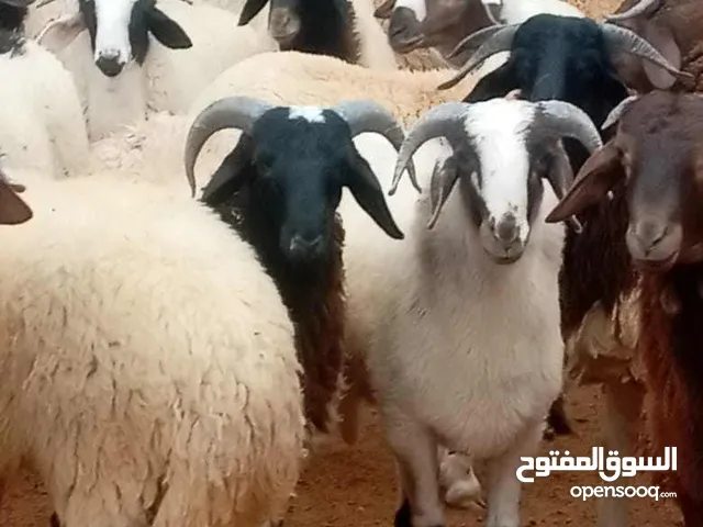 خرفان وطنيه للبيع