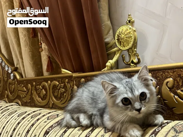 قطه شيرازيه للبيع