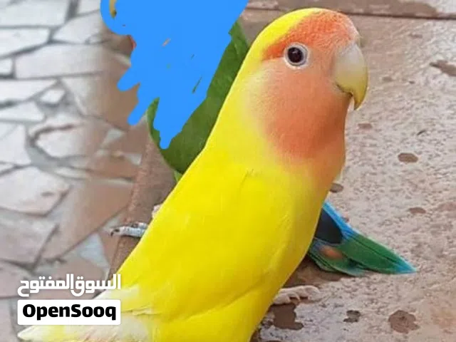 انتى روز رد فيس اقر الوصف