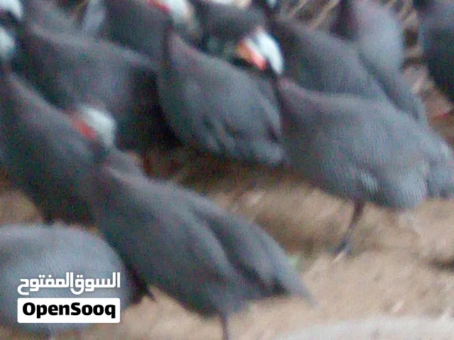 دجاج مرقط للبيع وزن الواحدة3كيلو صحة جيدة  يوجد توصيل.